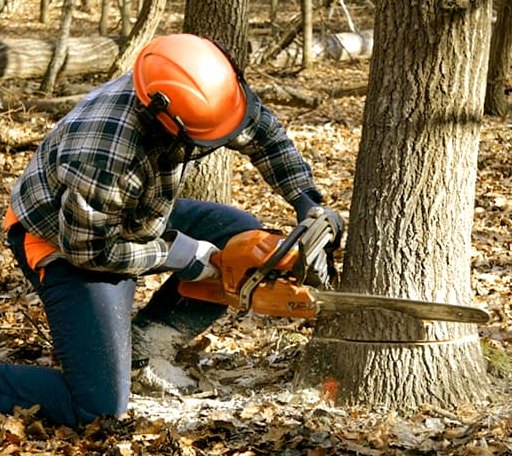 Tree Removal in Rock City, IL
